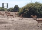 Impala - looks like one of them lost a fight to be leader of the pack